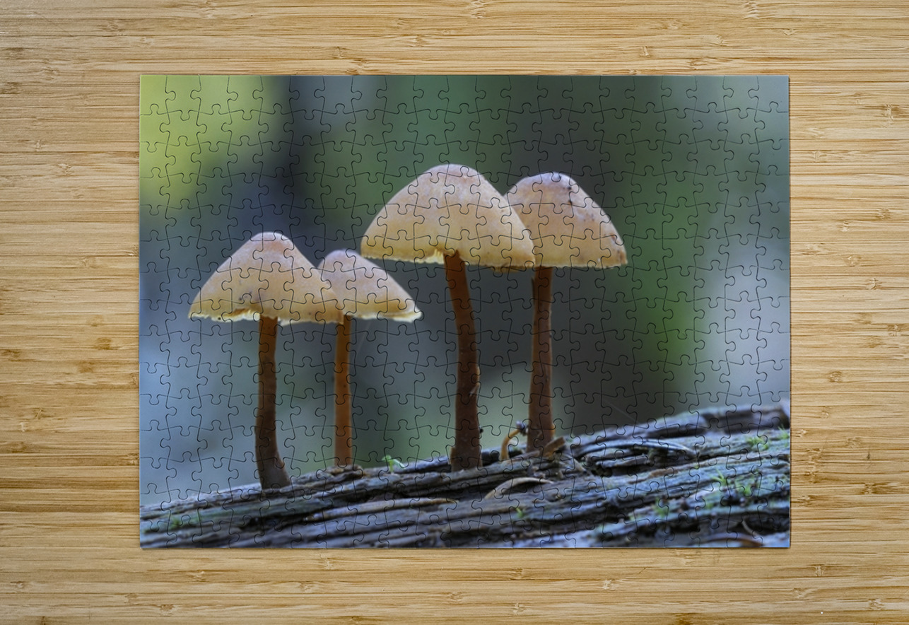 Mycena Mushroom Kevin Oke Puzzle printing