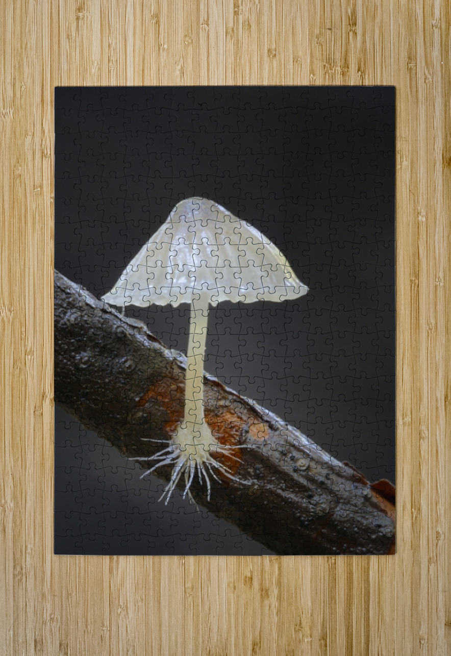 Small translucent mushroom on dead tree branch showing roots Kevin Oke Puzzle printing