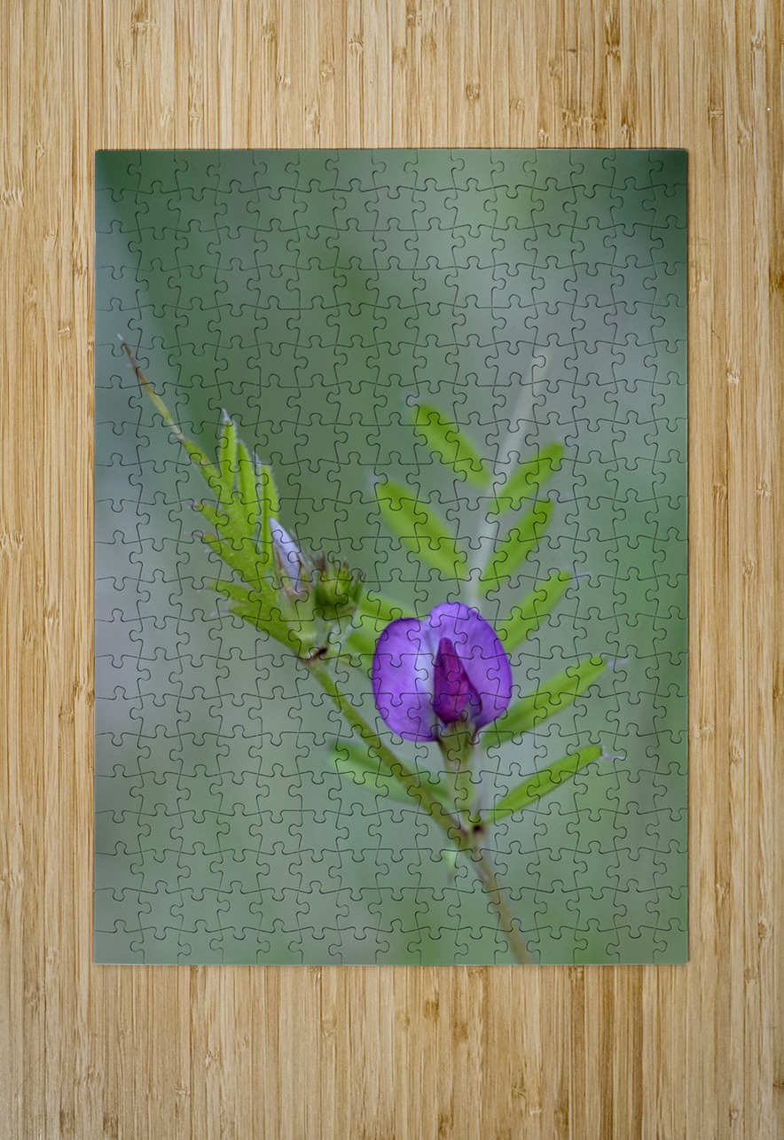 Purple wildflower Cowichan Valley Vancouver Island British Columbia Canada Kevin Oke Puzzle printing