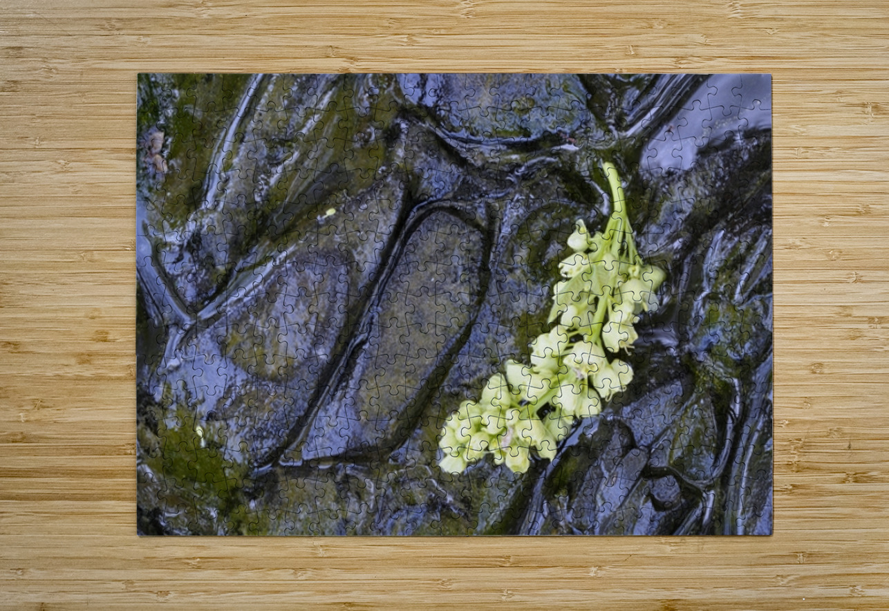 Big Leaf Maple Flower Cowichan Valley Vancouver Island British Columbia Canada Kevin Oke Puzzle printing