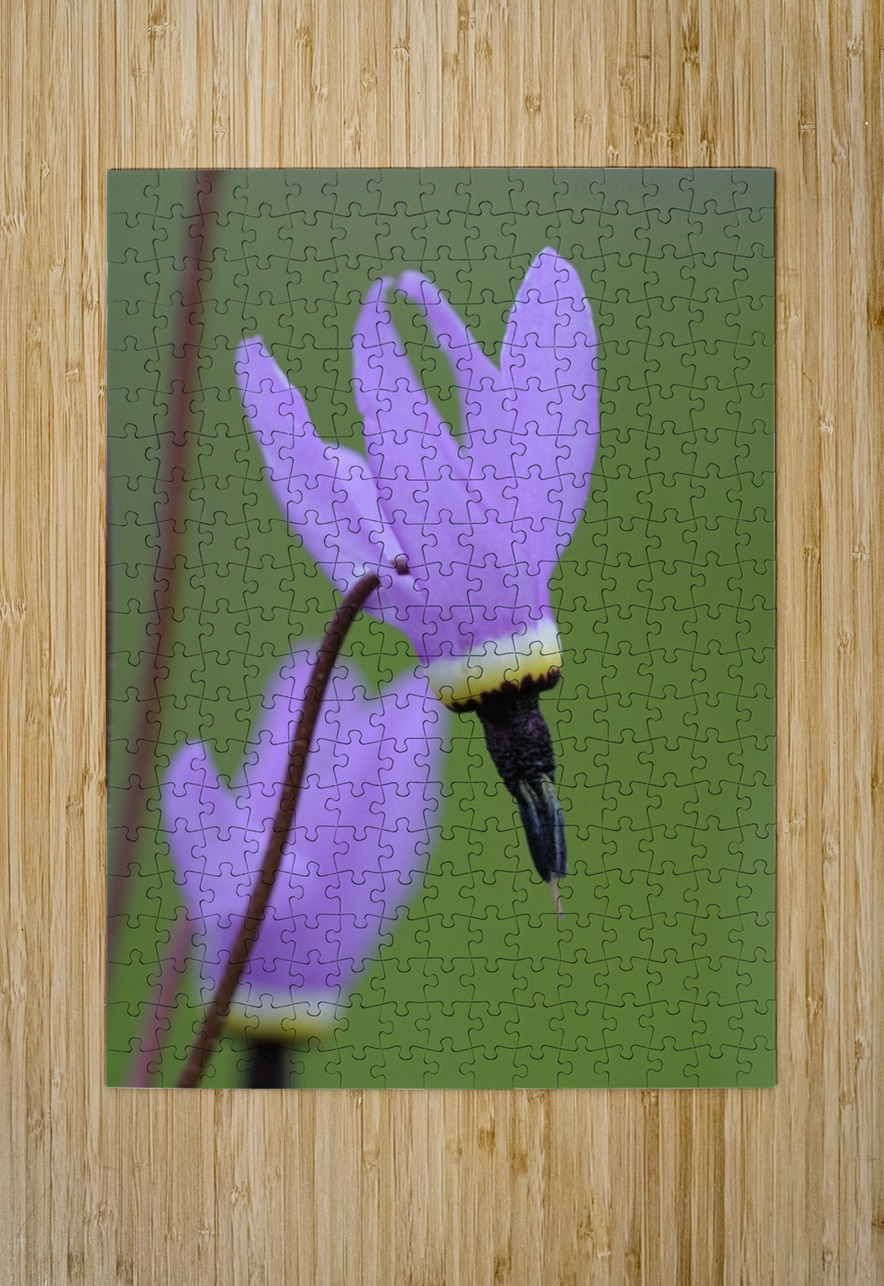 Shooting Star Dodecatheon pulchellum Cowichan Garry Oak Preserve Cowichan Valley Vancouver Island British Columbia. Kevin Oke Puzzle printing