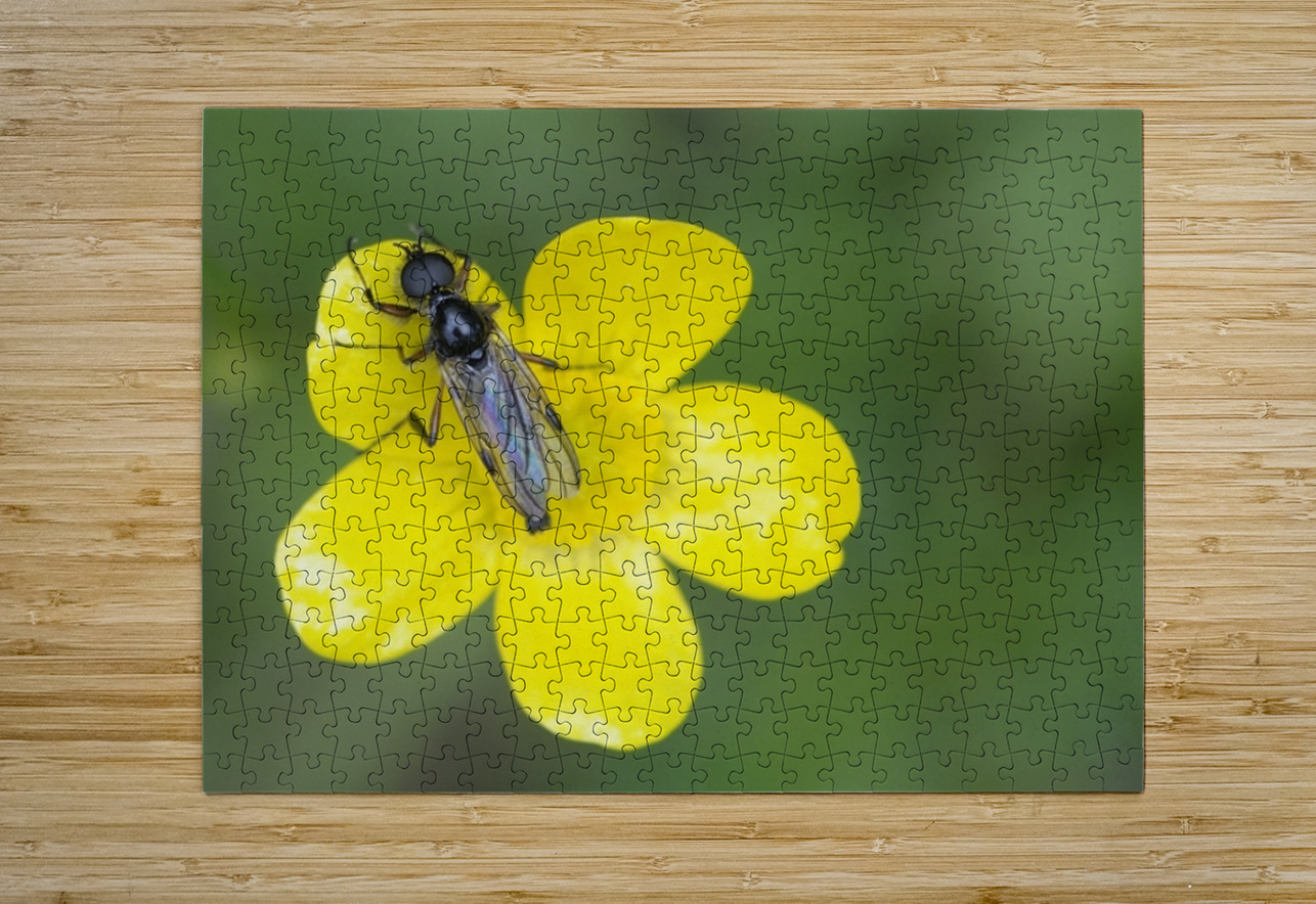 Buttercup Ranunculus Cowichan Valley Vancouver Island British Columbia Canada Kevin Oke Puzzle printing