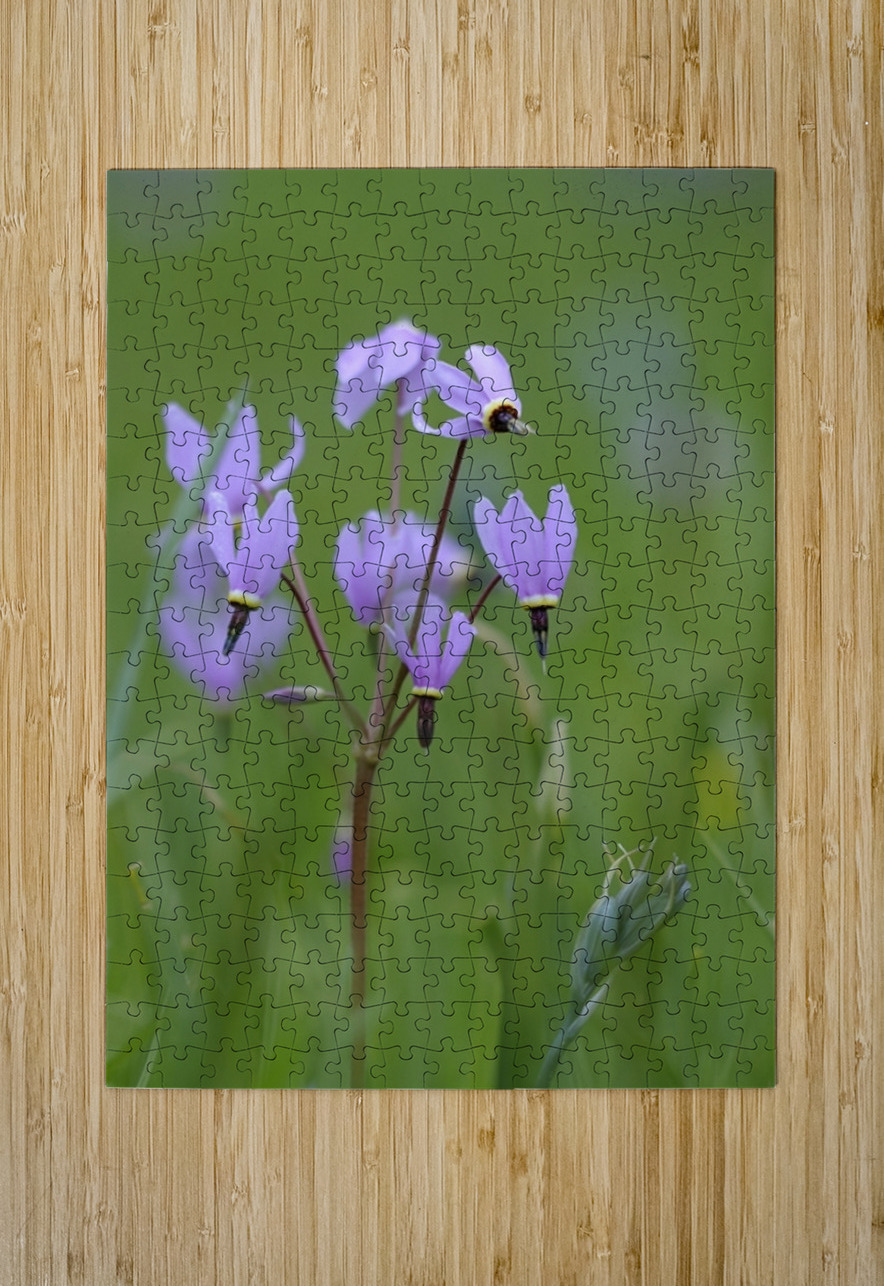 Shooting Star Dodecatheon pulchellum Cowichan Garry Oak Preserve Cowichan Valley Vancouver Island British Columbia. Kevin Oke Puzzle printing