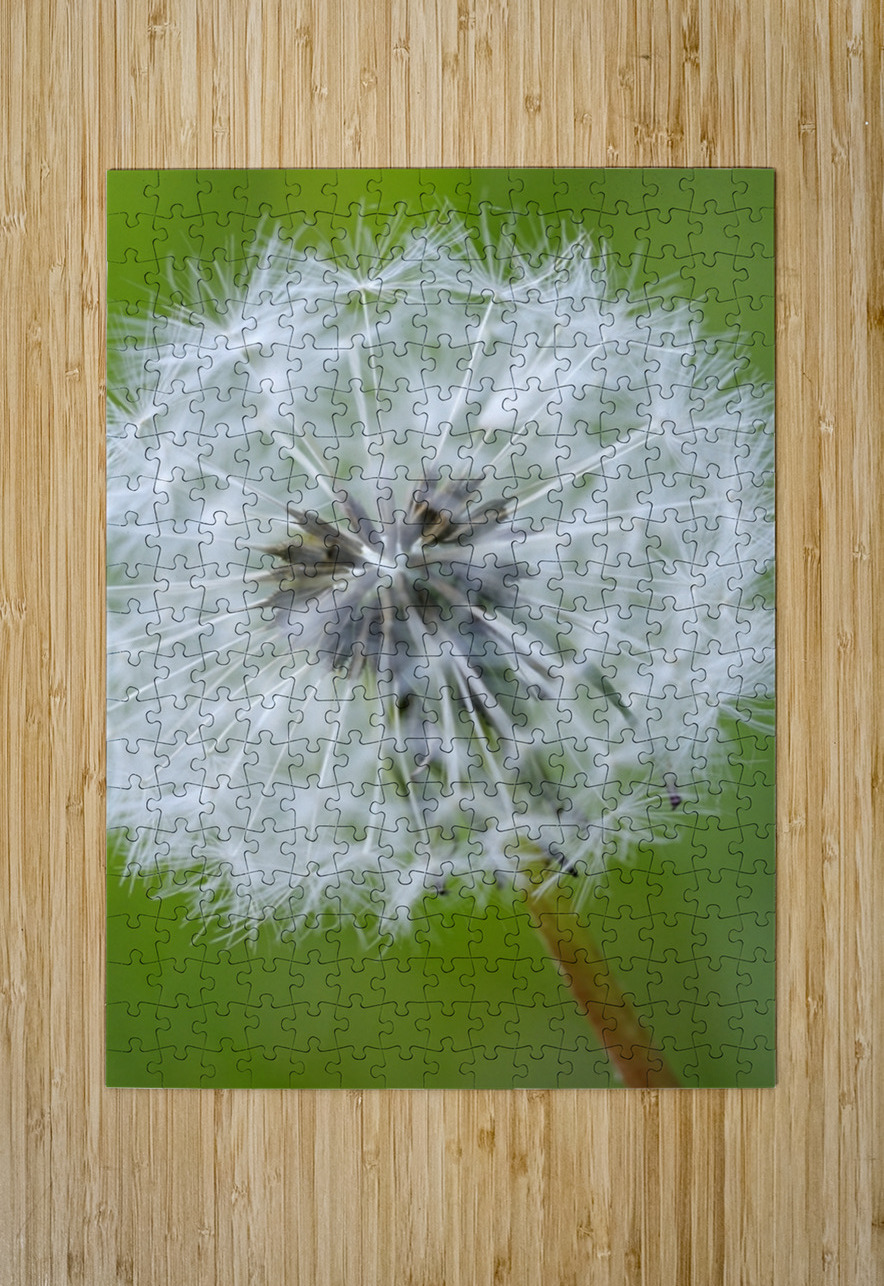 Dandelion Cowichan Valley Vancouver Island British Columbia Canada Kevin Oke Puzzle printing