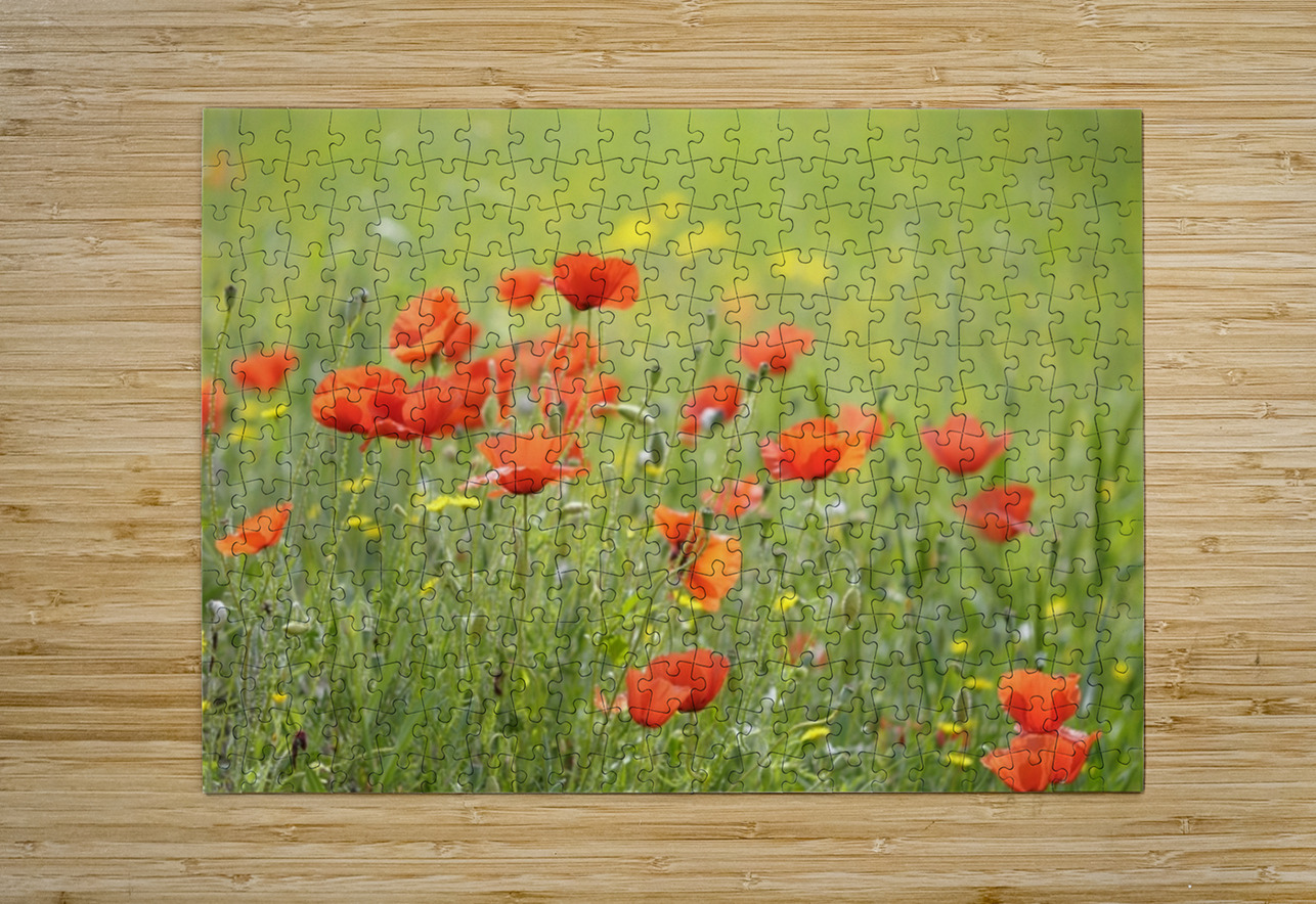 Wild poppies in Lourmarin Kevin Oke Puzzle printing