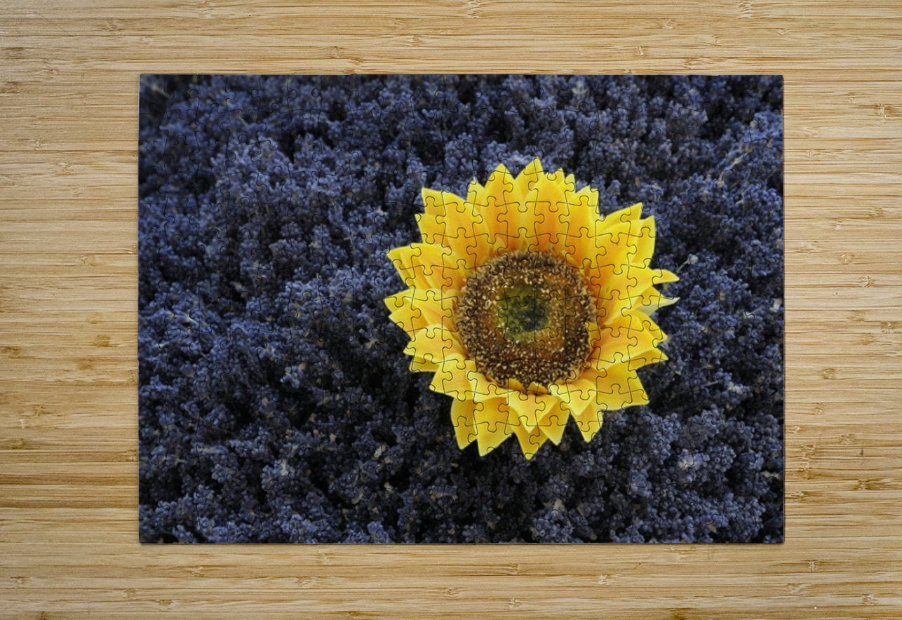 Dried sunflower in a bed of lavender flowers at Lourmarins street market Kevin Oke Puzzle printing
