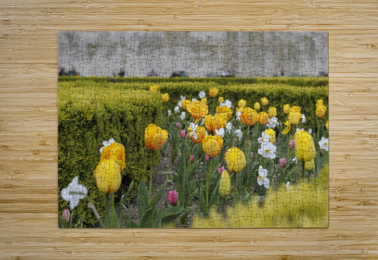 Tulips Jardins des Tuileries - Paris Kevin Oke Puzzle printing