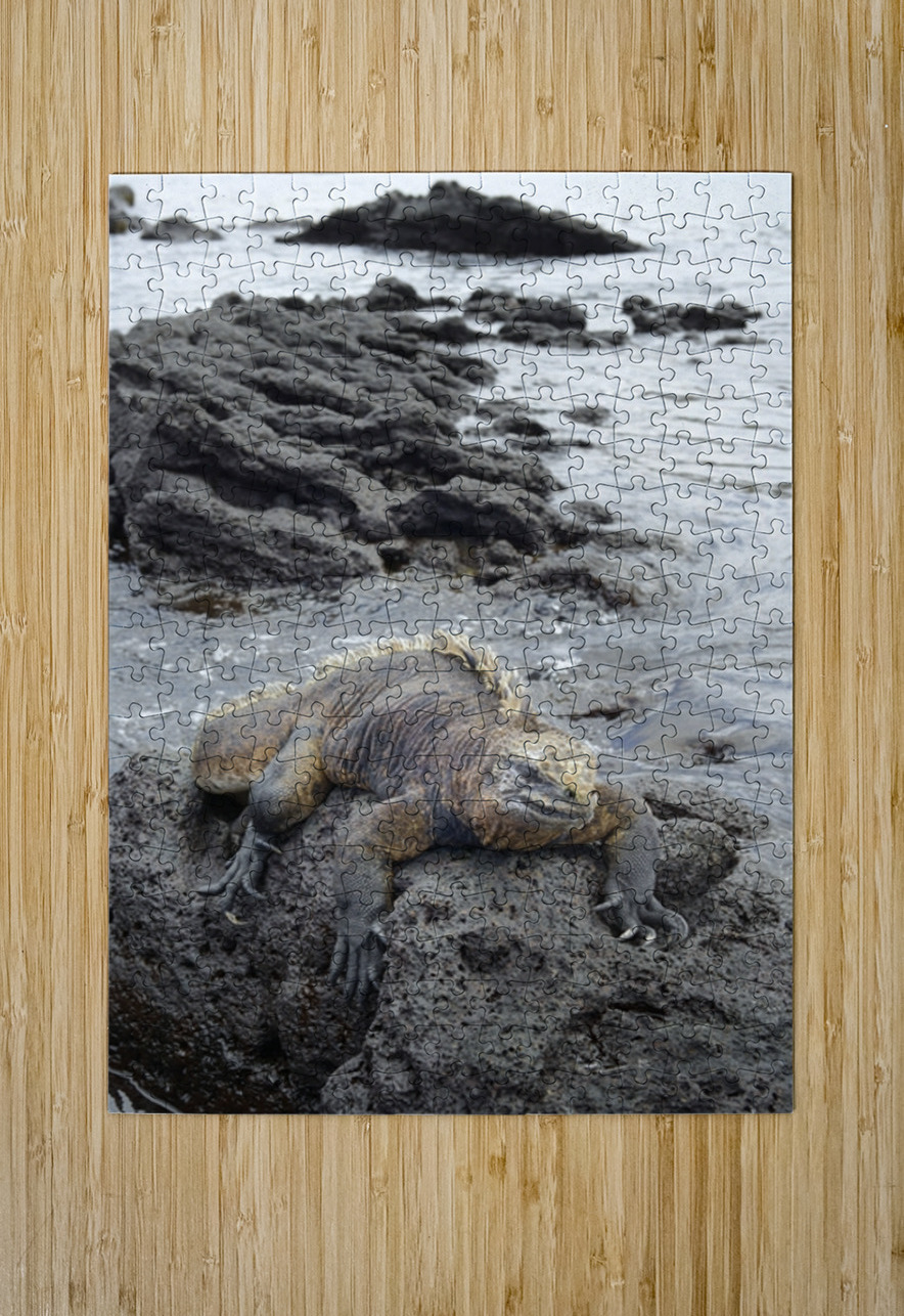 Marine Iguana Amblyrhynchus cristatus Urbina Bay Isabela Island Galapagos Islands Ecuador Kevin Oke Puzzle printing