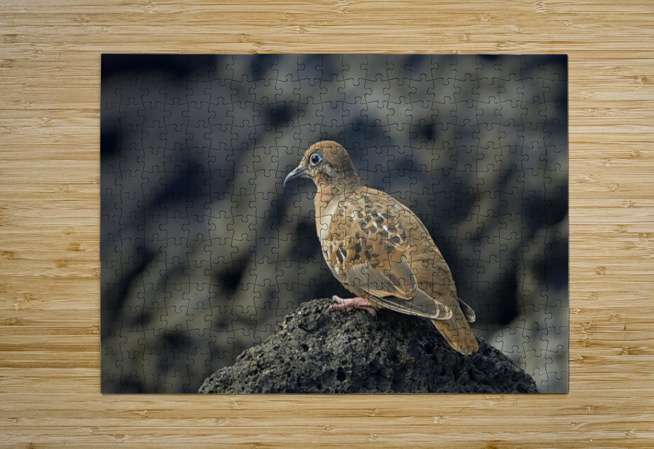 Galapagos Dove Zenaida galapagoensis on lava Urbina Bay Isabela Island Galapagos Islands Ecuador Kevin Oke Puzzle printing