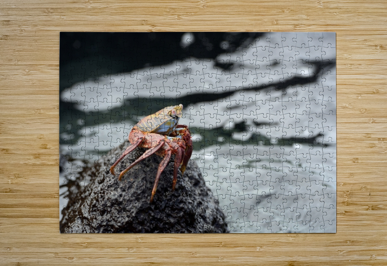 Sally Lightfoot crab Grapsus grapsus Urbina Bay Isabela Island Galapagos Islands Ecuador Kevin Oke Puzzle printing