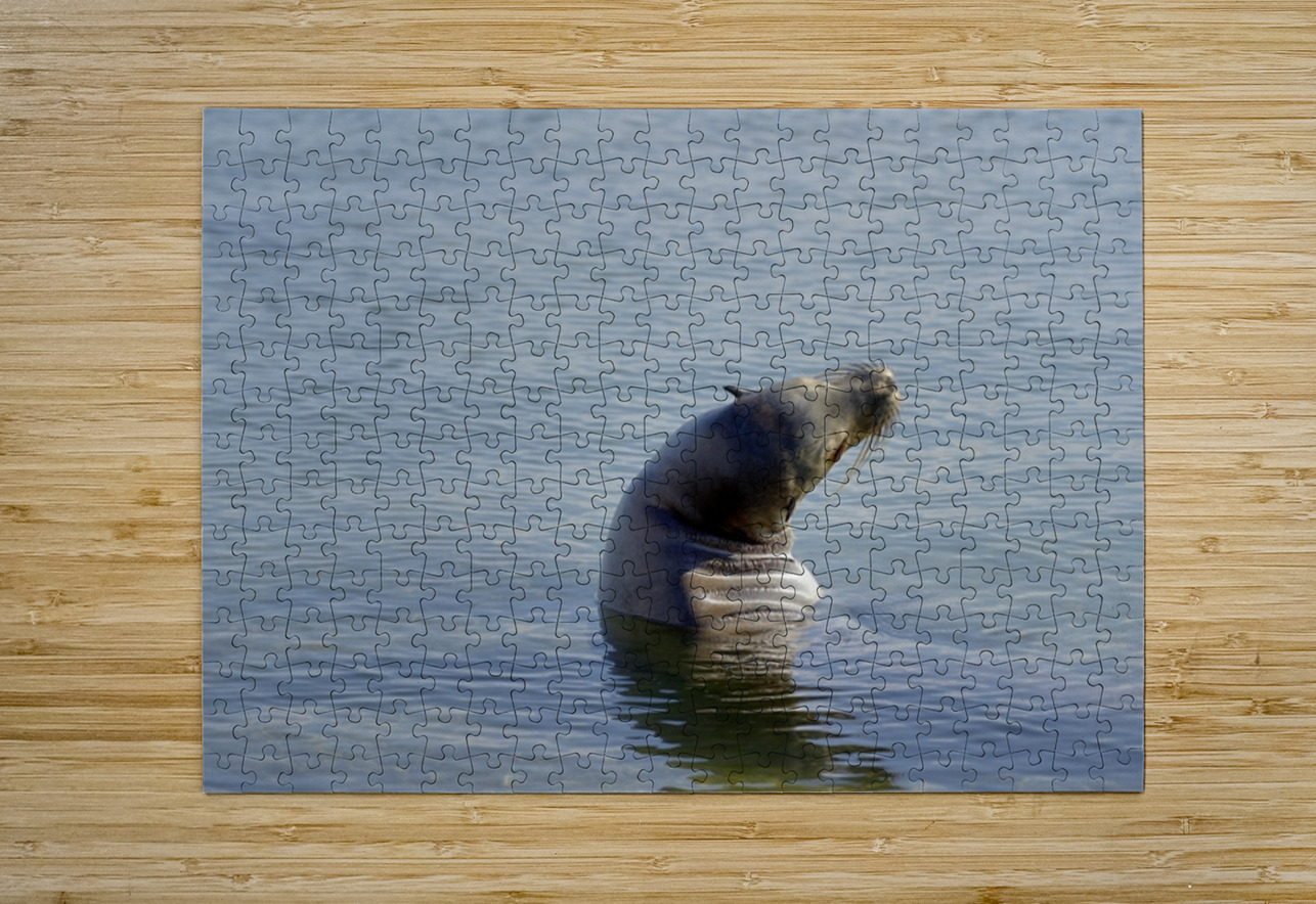 Galapagos sea lion Zalophus wollebaeki stretching Punta Espinosa Fernandina Island Galapagos Islands Ecuador Kevin Oke Puzzle printing