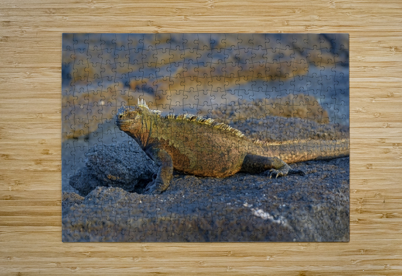 Marine Iguana Amblyrhynchus cristatus at sunset with beautiful coloring Punta Espinosa Fernandina Island Galapagos Islands Ecuador Kevin Oke Puzzle printing