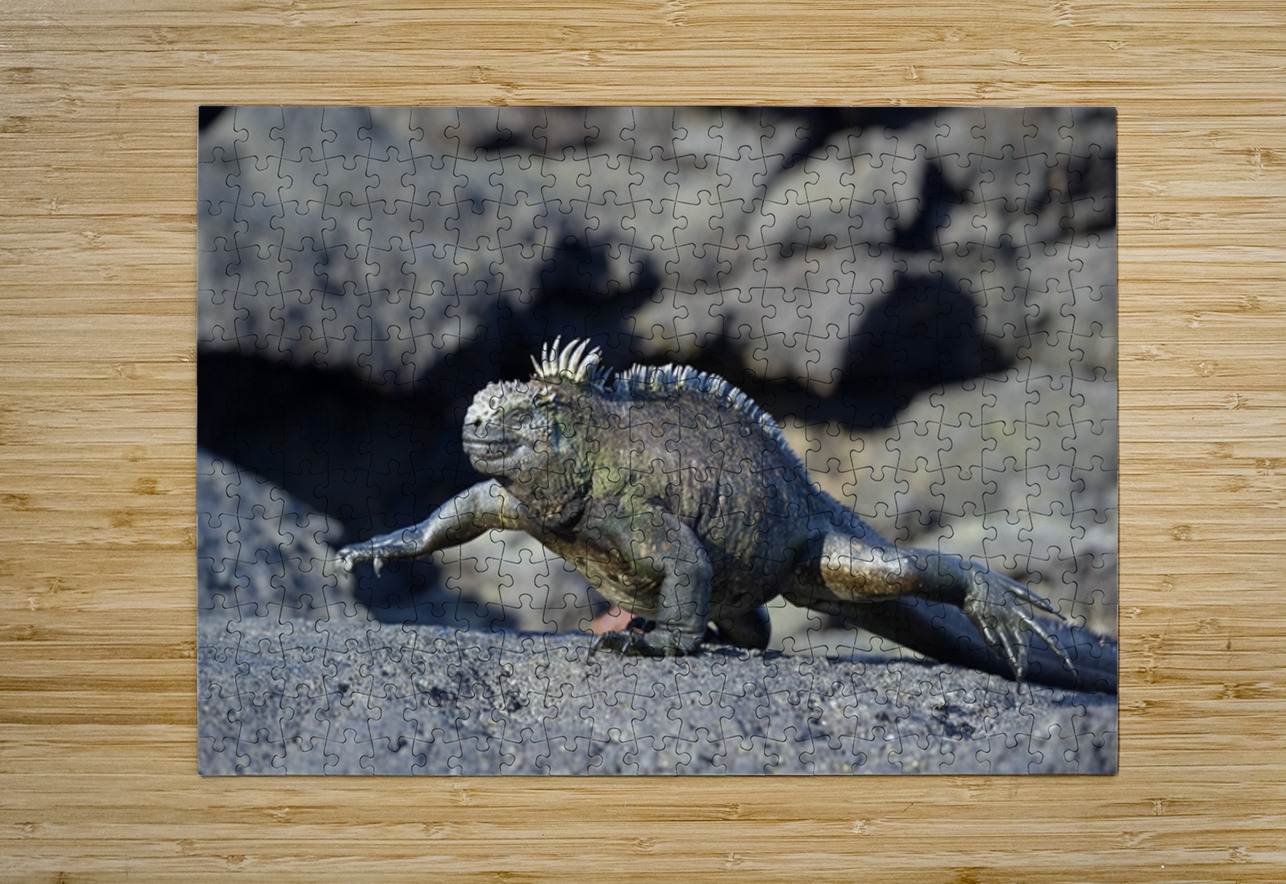 Marine Iguana Amblyrhynchus cristatus walking Punta Espinosa Fernandina Island Galapagos Islands Ecuador Kevin Oke Puzzle printing
