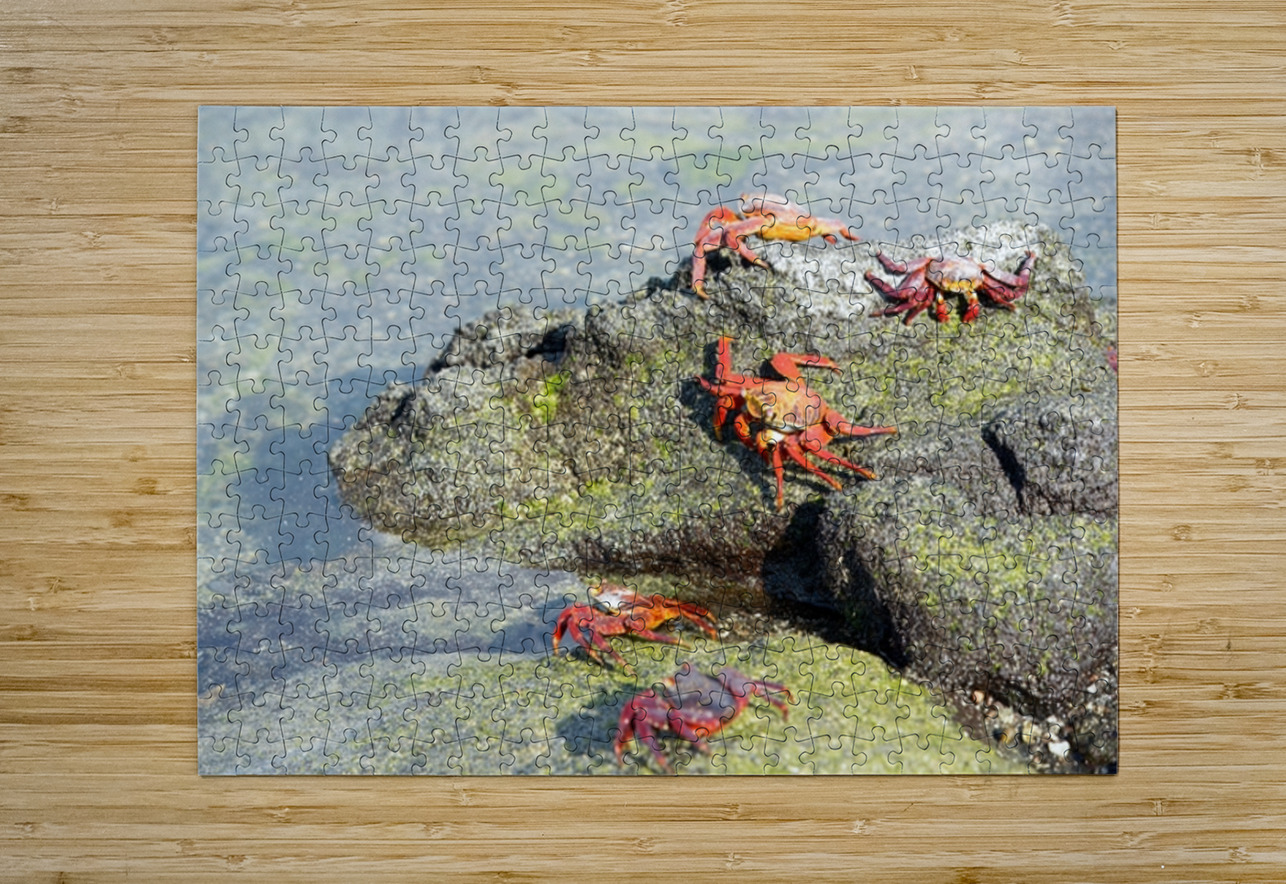 Sally Lightfoot crab - Punta Espinosa Fernandina Island - Galapagos Islands Kevin Oke Puzzle printing