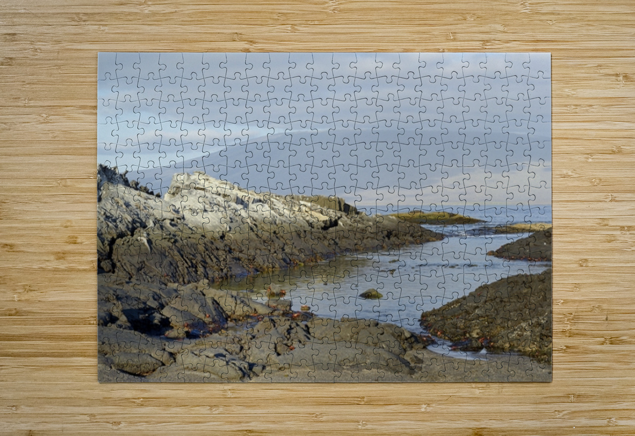 Sally lightfoot crabs on a rocky beach at Punta Espinosa Fernandina Island Galapagos Islands Ecuador
 Kevin Oke Puzzle printing