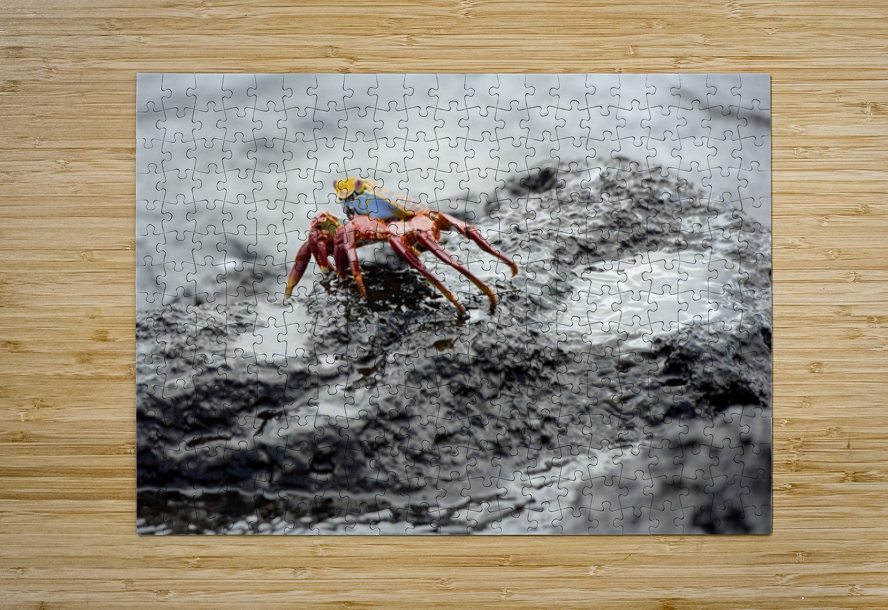 Sally Lightfoot crab Grapsus grapsus Urbina Bay Isabela Island Galapagos Islands Ecuador Kevin Oke Puzzle printing