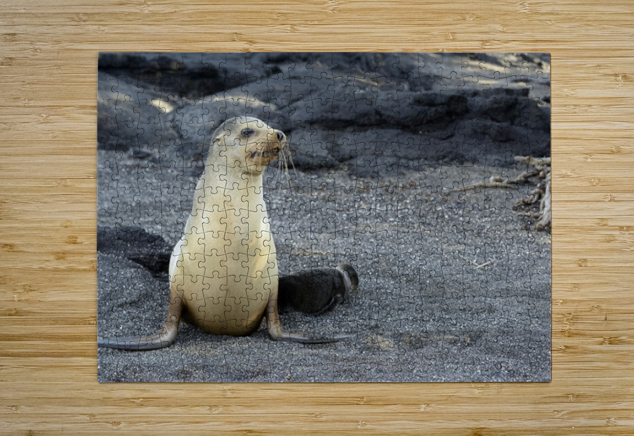 Galapagos sea lion female with pup Punta Espinosa Fernandina Island Galapagos Islands Ecuador Kevin Oke Puzzle printing