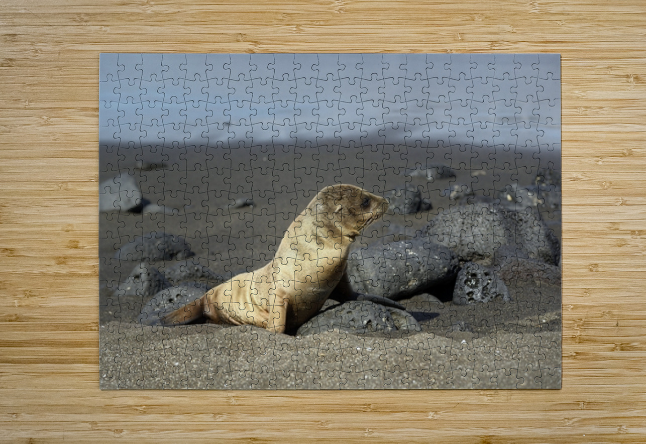 Gal?pagos sea lion Zalophus wollebaeki pup Puerto Egas Santiago Island Galapagos Islands Ecuador Kevin Oke Puzzle printing