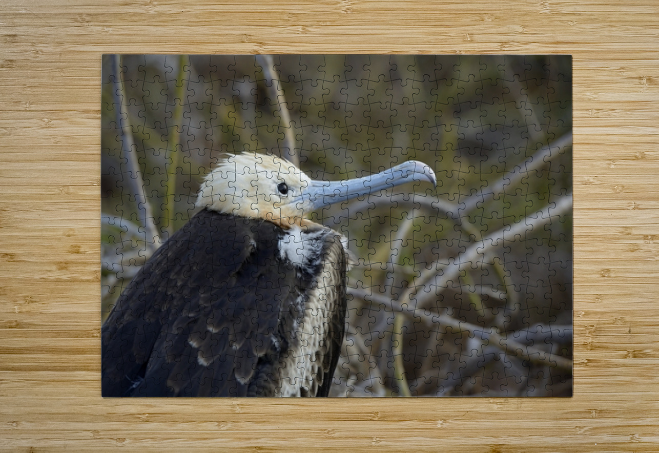 Magnificent Frigatebird Fregata magnificens immature with white head and blue beak North Seymour Island Galapagos Islands Ecuador
 Kevin Oke Puzzle printing