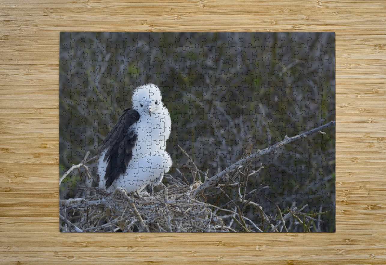 Magnificent Frigatebird Fregata magnificens chick sitting on nest North Seymour Island Galapagos Islands Ecuador
 Kevin Oke Puzzle printing