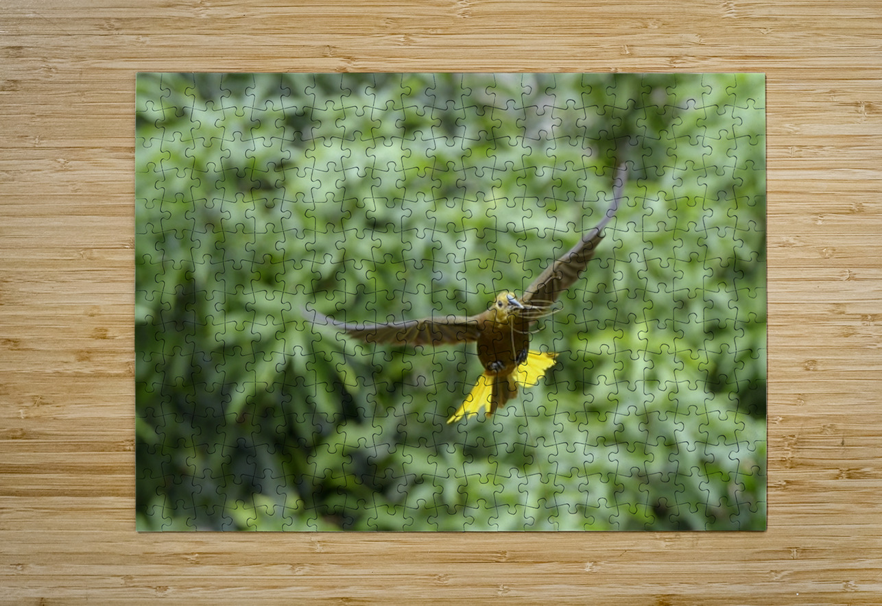 Russet backed oropendola Psarocolius angustifrons
 Kevin Oke Puzzle printing