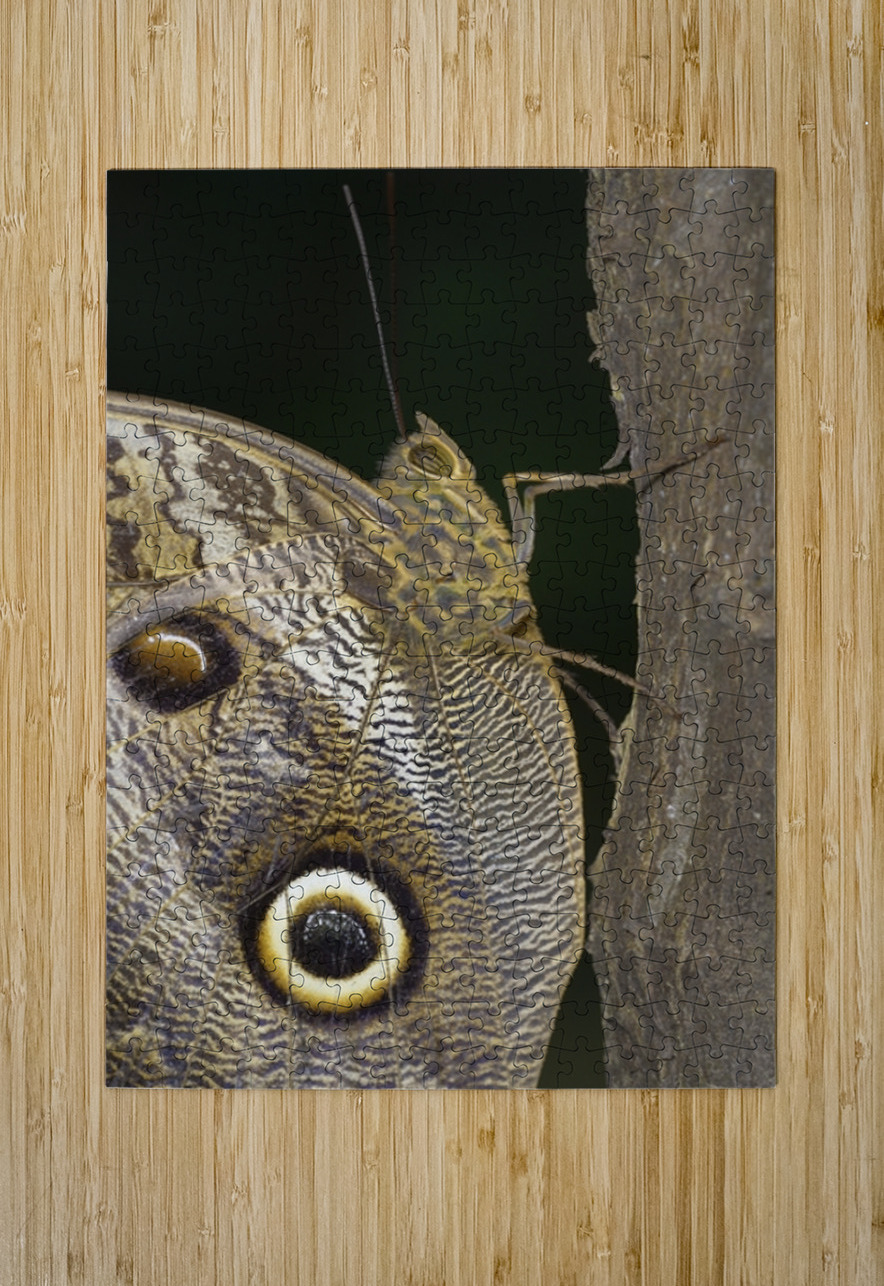 Owl butterfly Caligo idomeneus in the Amazon rainforest Amazon Ecuador Kevin Oke Puzzle printing