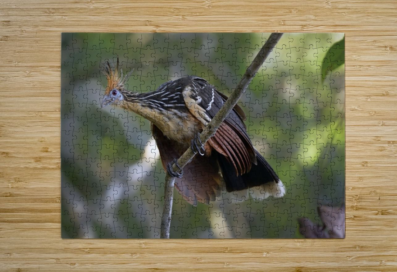 Hoatzin Opisthocomus hoazin on a branch La Selva Jungle Eco Lodge Amazon Basin Ecuador
 Kevin Oke Puzzle printing