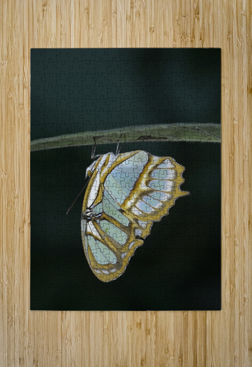 Butterfly at the La Selva Jungle Lodge butterfly farm Amazon Ecuador Kevin Oke Puzzle printing