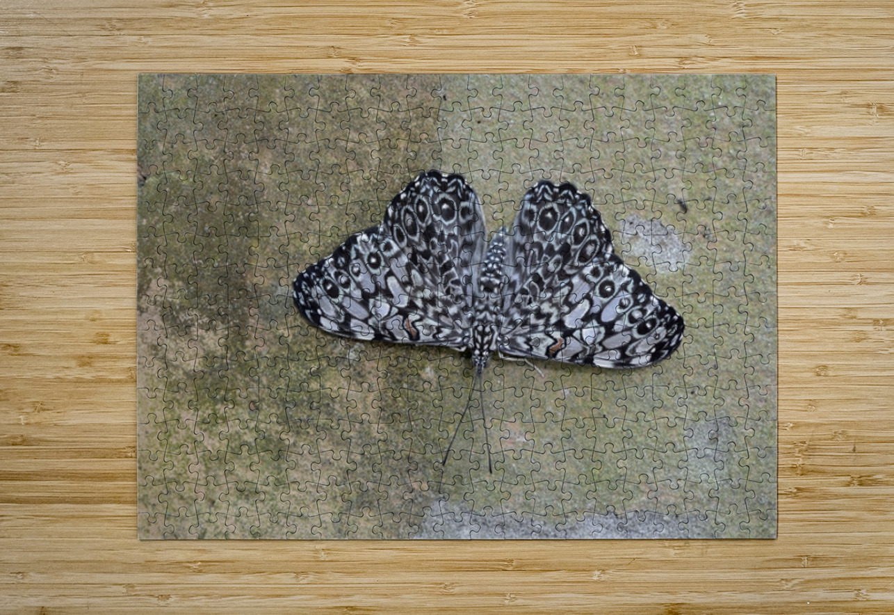 Feronia Cracker  Butterfly Hamadryas feronia Amazon Ecuador Kevin Oke Puzzle printing