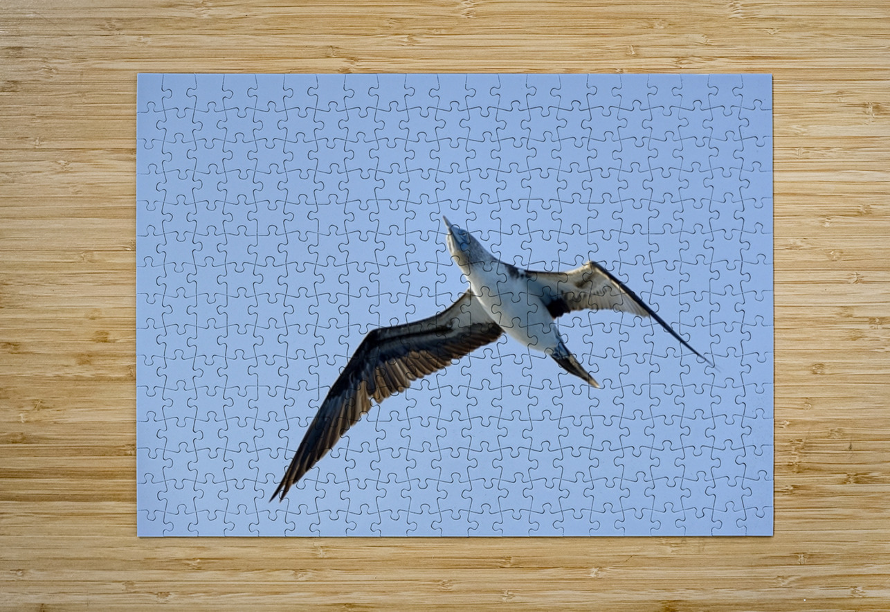 Blue footed Booby Sula nebouxii Punta Moreno Isabela Island Galapagos Islands Ecuador Kevin Oke Puzzle printing