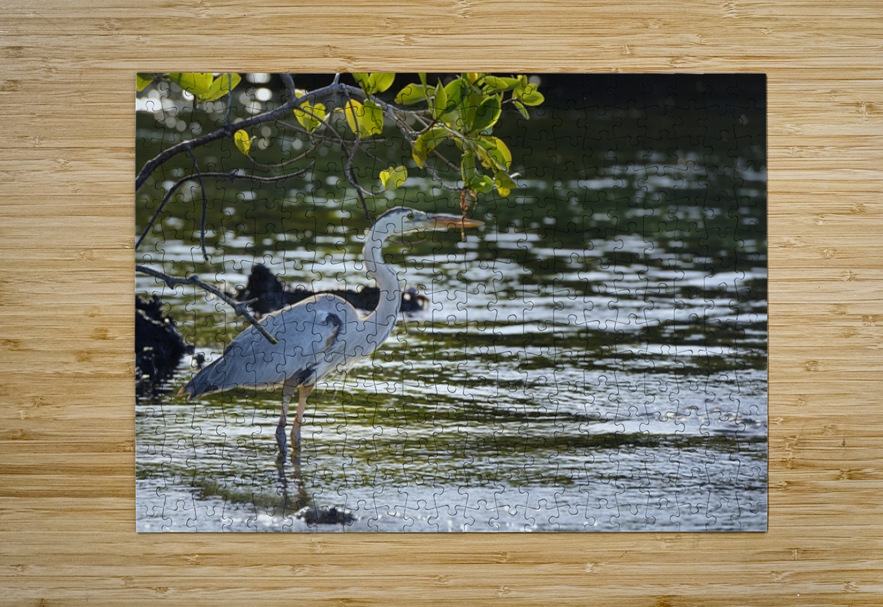 Great Blue Heron Ardea herodias Elizabeth Bay Isabela Island Galapagos Islands Ecuador Kevin Oke Puzzle printing