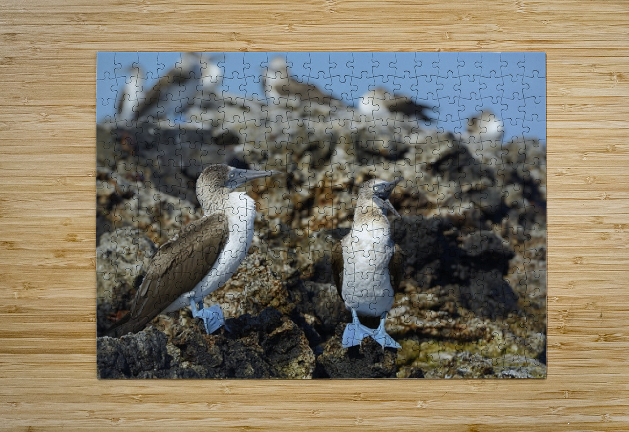 Blue footed Booby Sula nebouxii Punta Moreno Isabela Island Galapagos Islands Ecuador Kevin Oke Puzzle printing