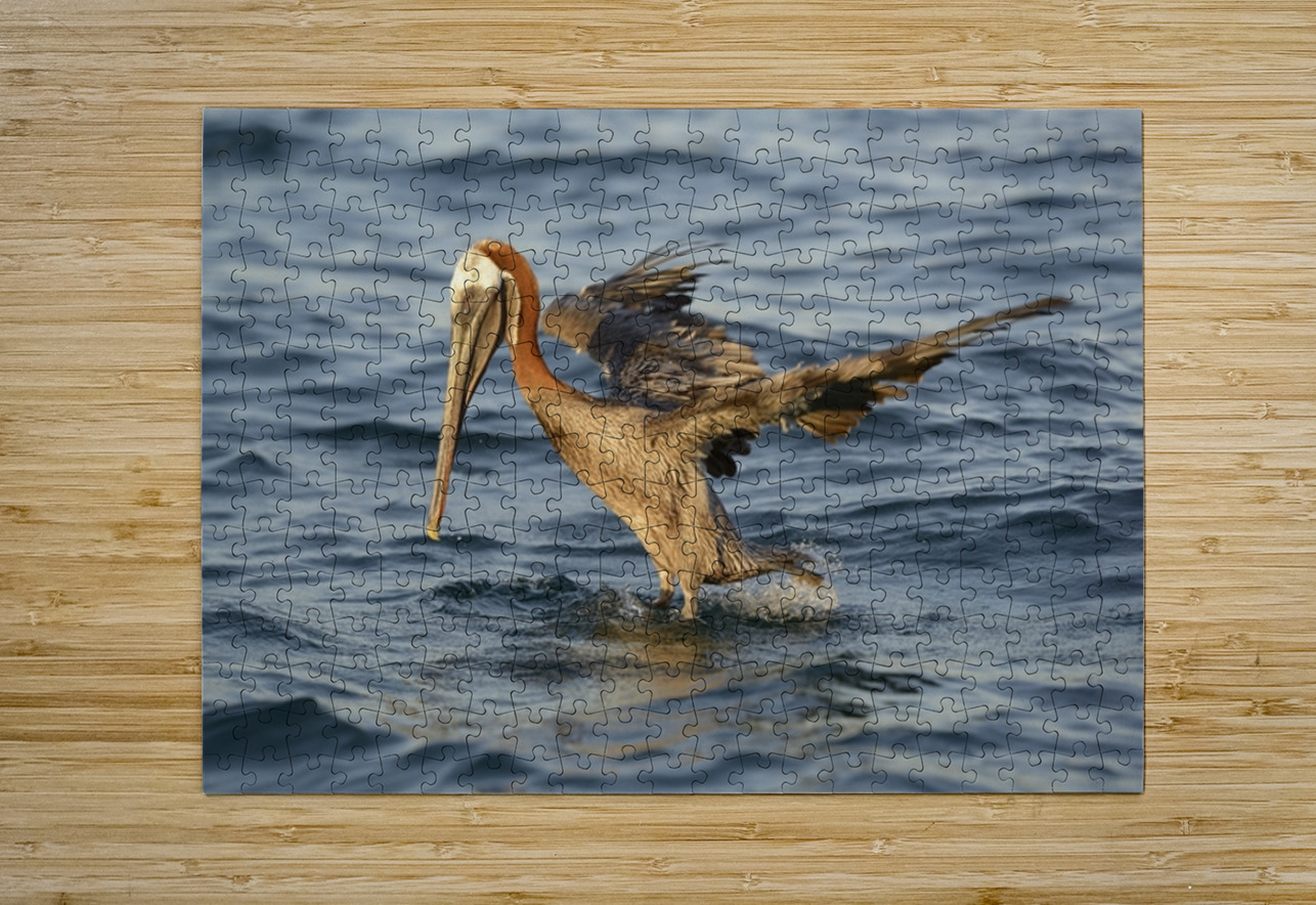 Brown Pelican Pelecanus occidentalis Elizabeth Bay Isabela Island Galapagos Islands Ecuador Kevin Oke Puzzle printing