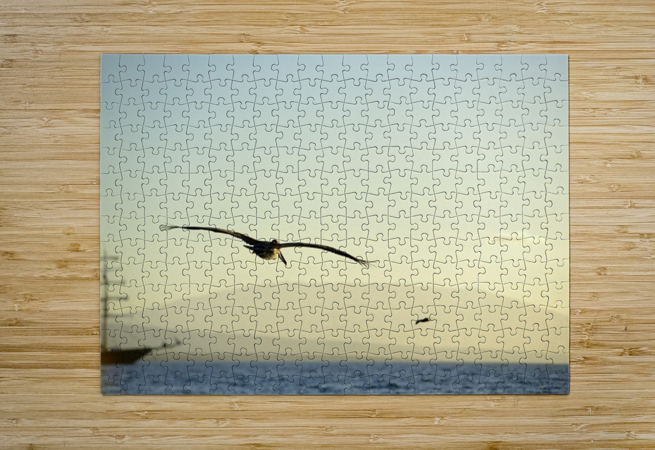 Brown Pelican Pelecanus occidentalis Elizabeth Bay Isabela Island Galapagos Islands Ecuador Kevin Oke Puzzle printing