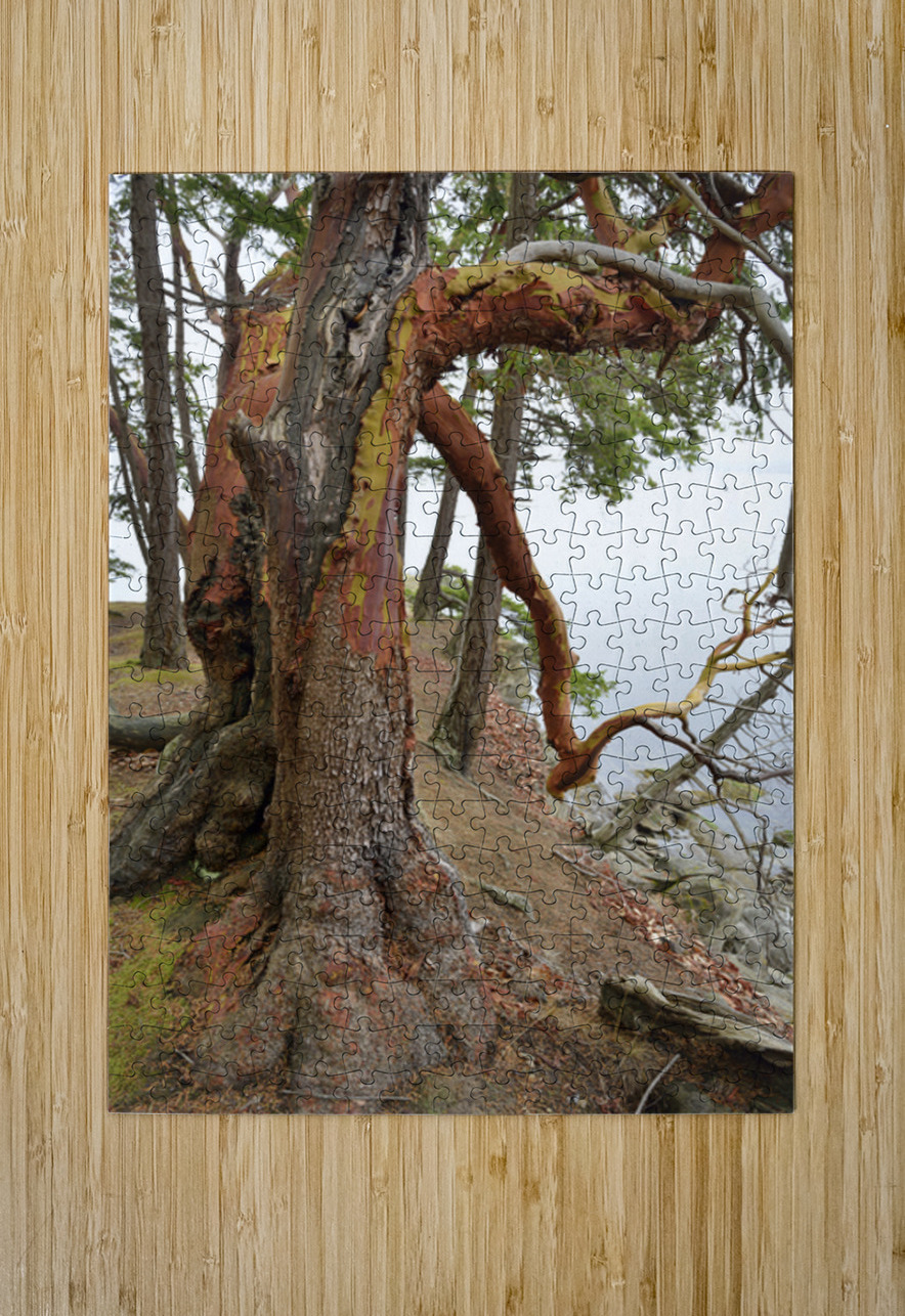 Arbutus tree at Panther Point  Kevin Oke Puzzle printing