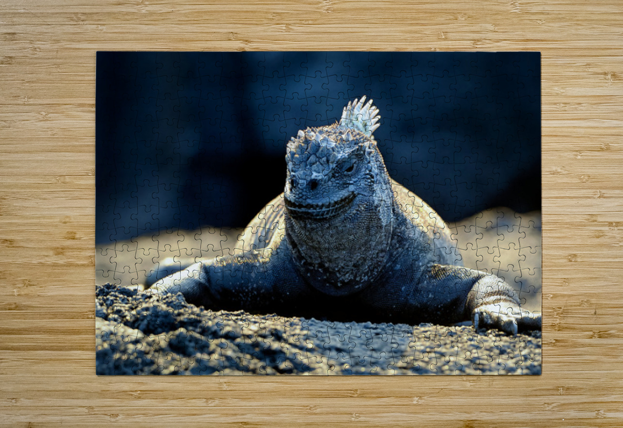 Marine Iguana perched on the rocks Punta Espinosa Kevin Oke Puzzle printing