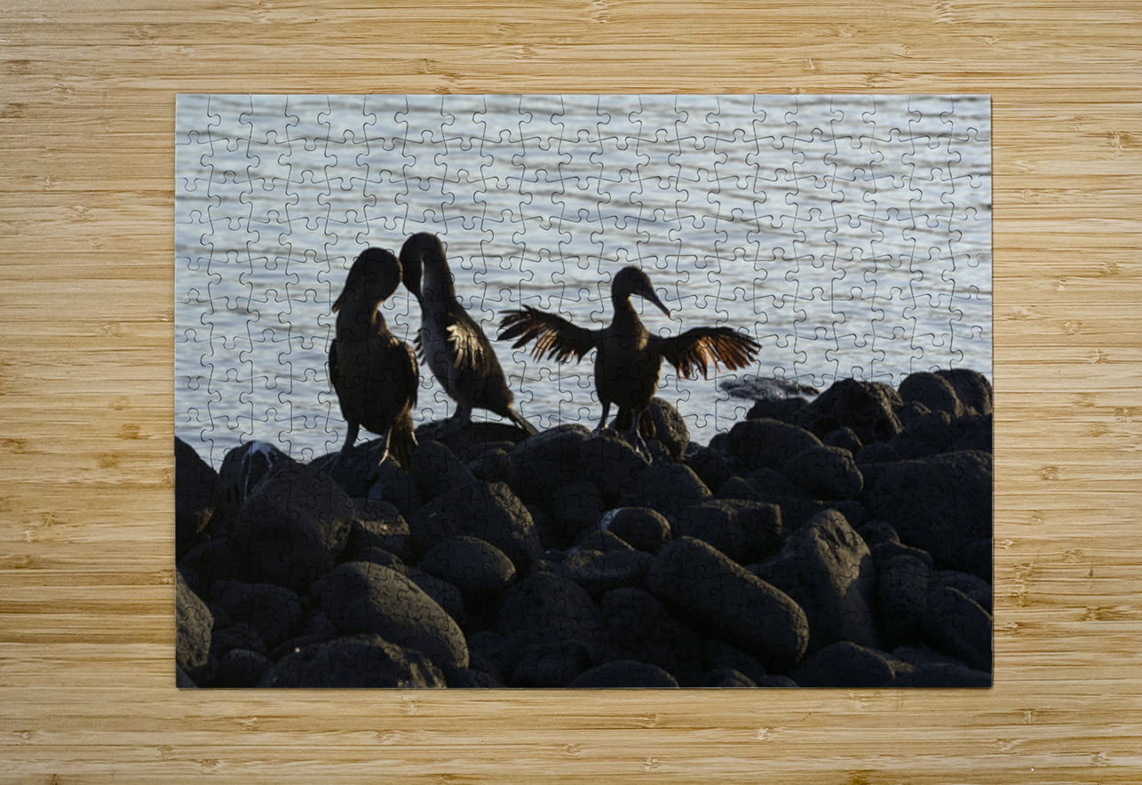 Flightless Cormorants Phalacrocorax harrisi stretching their wings. Punta Espinosa. Fernandina Island. Galapagos Islands. Ecuador Kevin Oke Puzzle printing