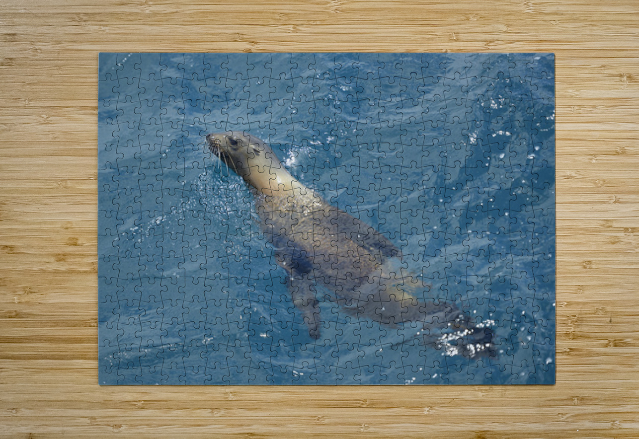 Galapagos sea lion Zalophus wollebaeki swimming in the ocean Floreana Island Galapagos Islands Ecuador Kevin Oke Puzzle printing