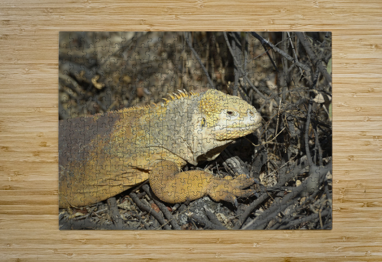 Galapagos land iguana. Isabela Island. Galapagos Islands. Ecuador Kevin Oke Puzzle printing