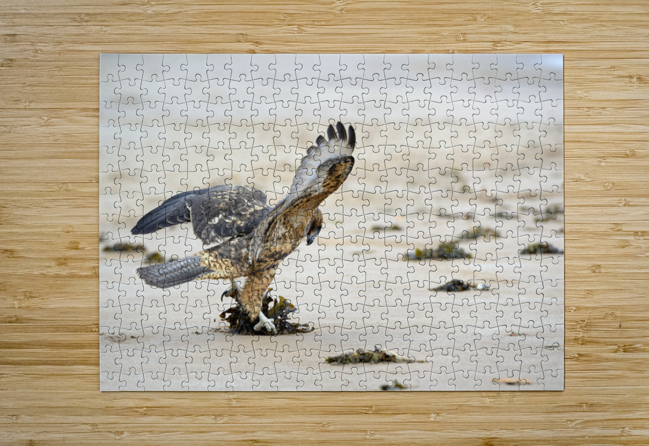 Galapagos Hawk landing on Espumilla Beach. Santiago Island. Galapagos Islands. Ecuador Kevin Oke Puzzle printing