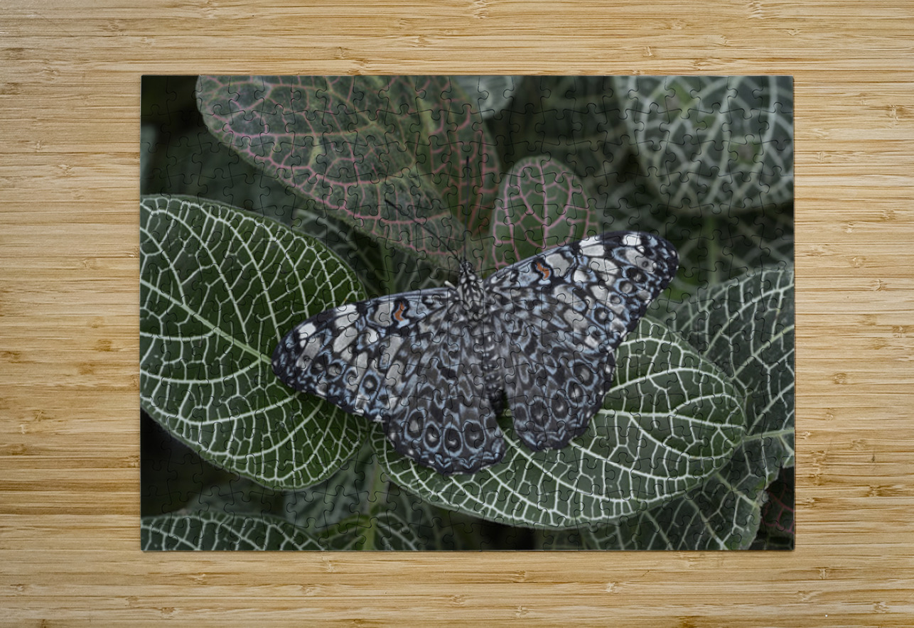 KO EC 17761 Kevin Oke Puzzle printing