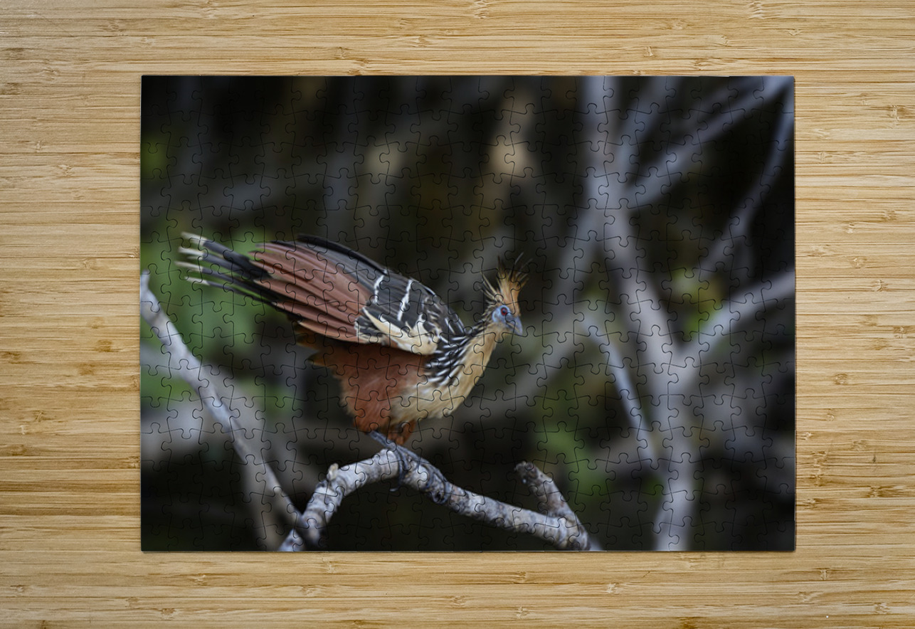 Hoatzin Opisthocomus hoazin on a branch over Lake Garzacocha Kevin Oke Puzzle printing