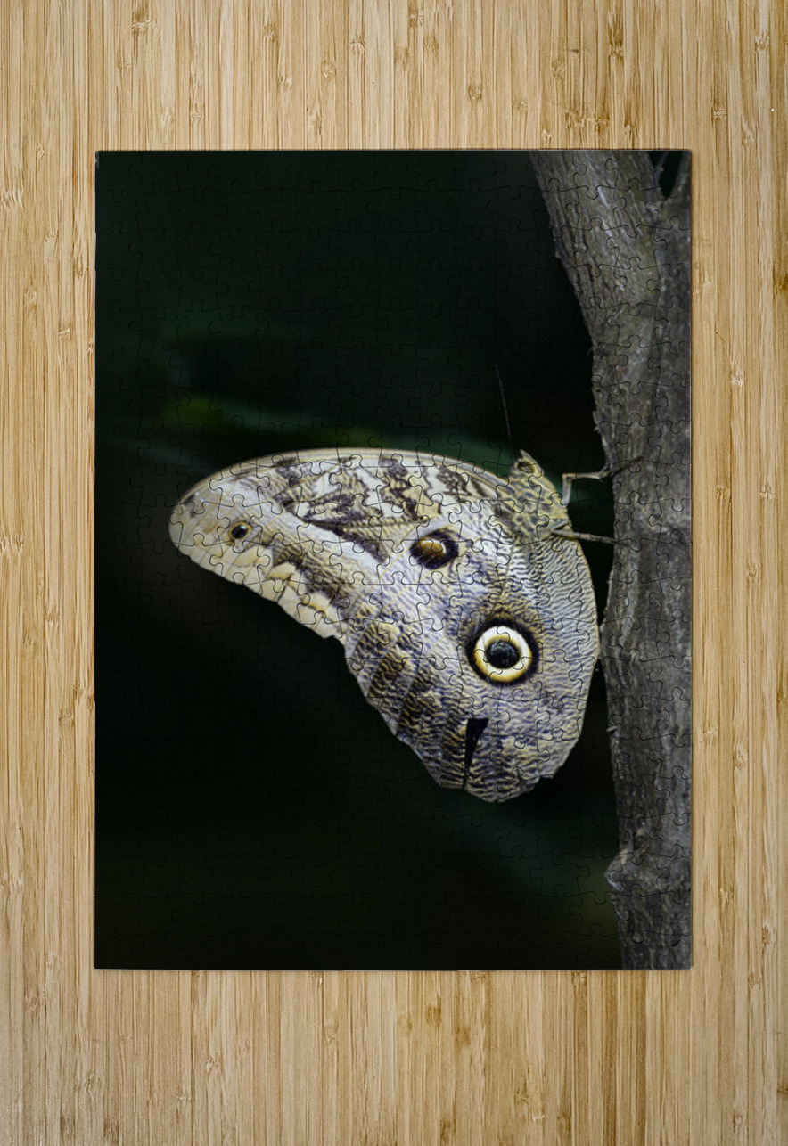 Owl butterfly Caligo idomeneus. Amazon. Ecuador Kevin Oke Puzzle printing