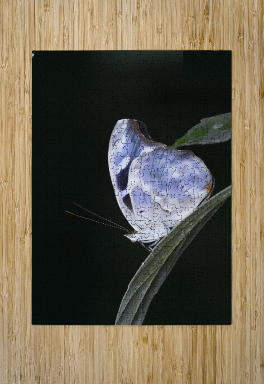 Butterfly at the La Selva Jungle Lodge butterfly farm Kevin Oke Puzzle printing