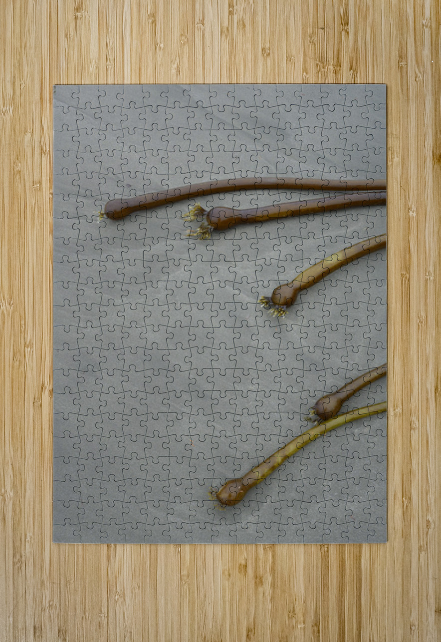 Bull kelp Florencia Beach Pacific Rim National Park Kevin Oke Puzzle printing