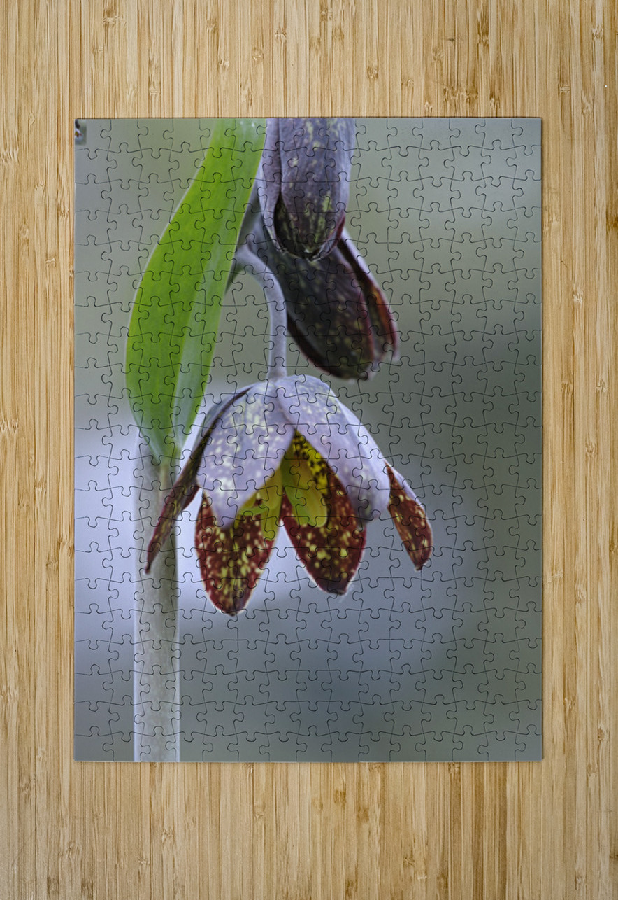 KO A48342a Kevin Oke Puzzle printing