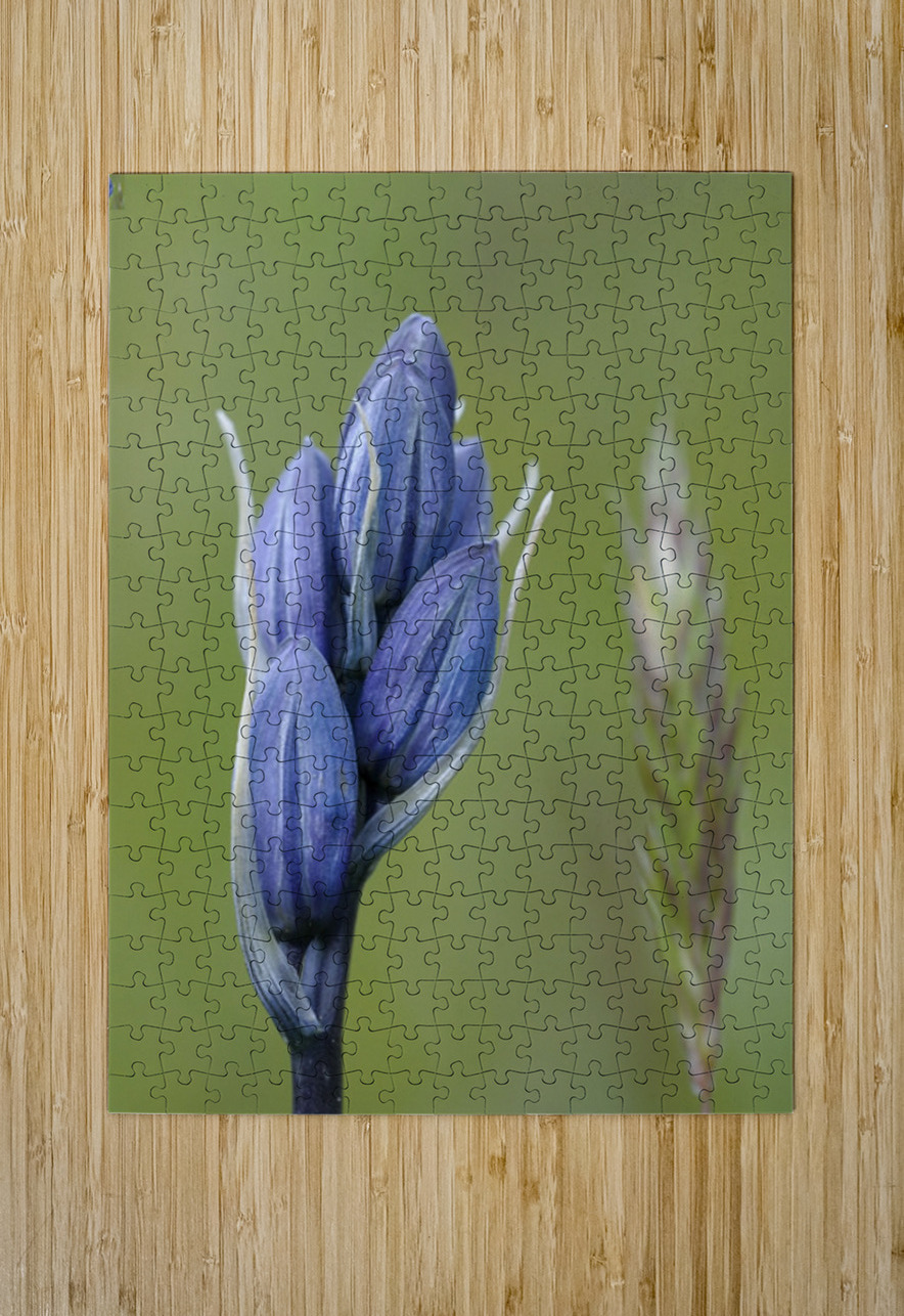 Common Camas Camassia quamash Mt. Tzouhalem Ecological Reserve Cowichan Valley British Columbia Canada Kevin Oke Puzzle printing