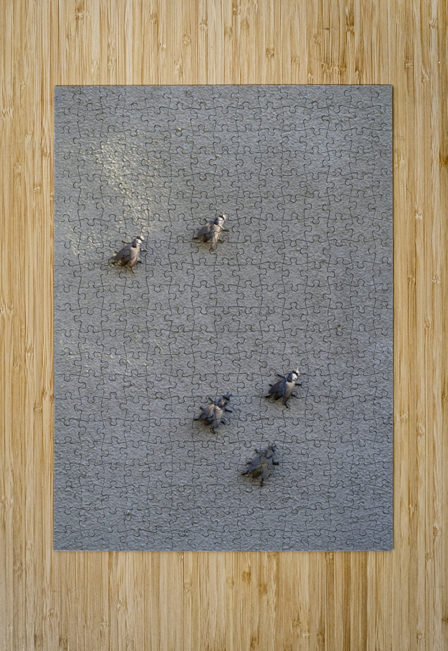 Metal fly sculpture on a house wall Tannay Nièvre Burgundy France Kevin Oke Puzzle printing