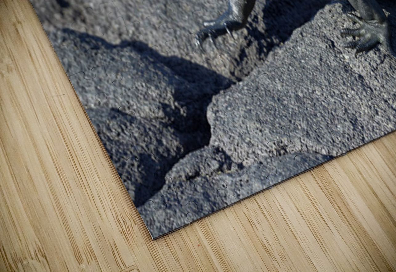 Marine Iguana Kevin Oke Puzzle