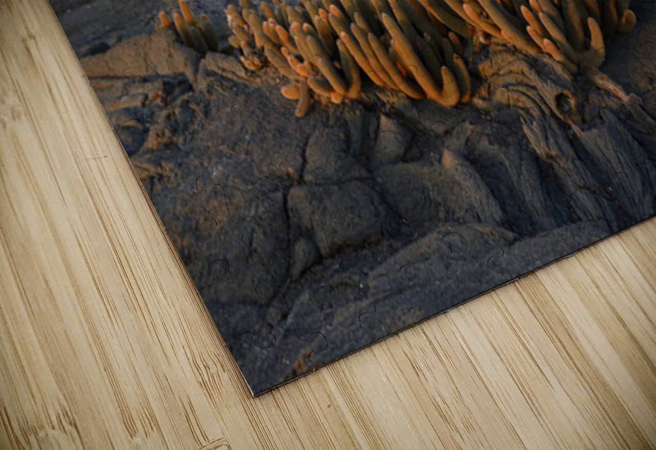 Lava Cactus Kevin Oke Puzzle